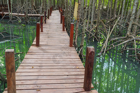 泰国罗勇省东叉洞红树林中的木桥图片