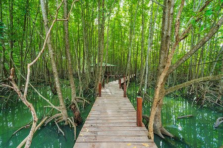 泰国罗勇省东叉洞红树林中的木桥图片