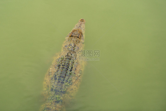 鳄鱼在水中游泳图片