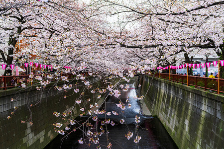 樱花节在梅吉罗河盛开美是最好的享受之地一图片