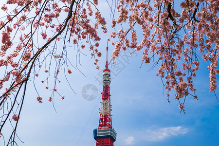 东京风景东京塔Wtih春樱花背景