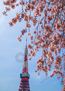 东京塔Wtih春樱花图片