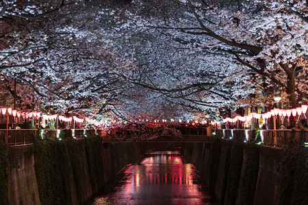 美丽的樱花桃夜晚亮光在日本东京巨江图片