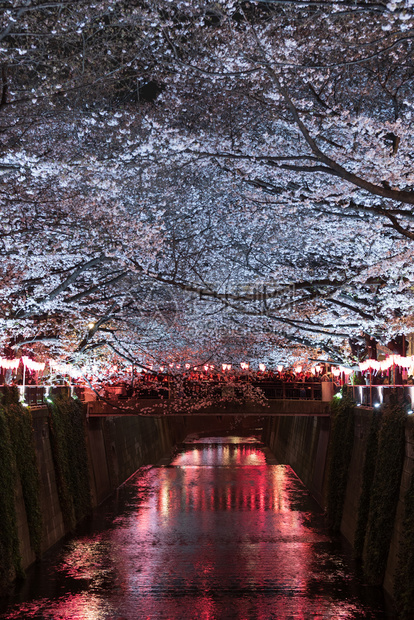 富士山下的樱花夜景图片