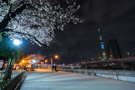 日本东京Sumida公园春樱花和夜间照明图片