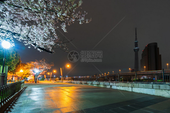日本东京Sumida公园春樱花和夜间照明图片