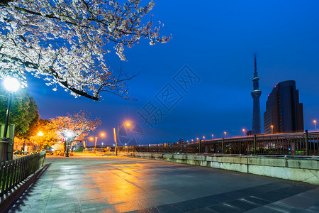 日本东京Sumida公园春樱花和夜间照明图片