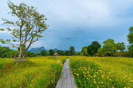 开满鲜花的乡村田园风光图片