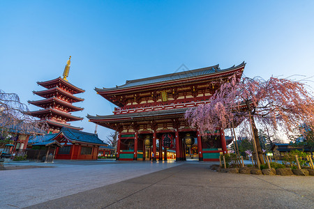 清晨有春樱花的森素二寺日本东京图片