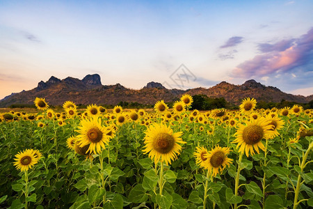 泰国罗布里高真腊山的向日葵田图片