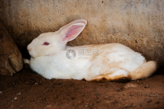 白兔或子在地上休息图片