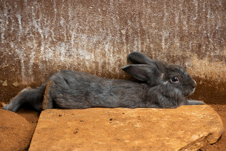 灰兔或子在地上休息图片