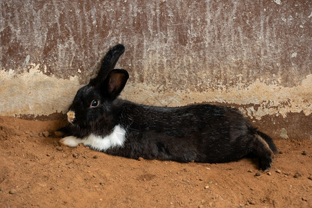 黑兔子或在地上休息图片