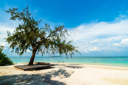 泰国罗勇岛高蒙诺克岛海滩上的一棵树图片