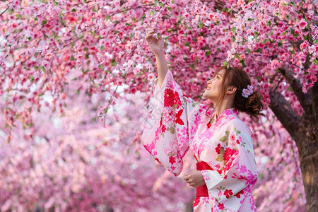 穿着和服的女人看着花园里盛开的樱花或樱花图片