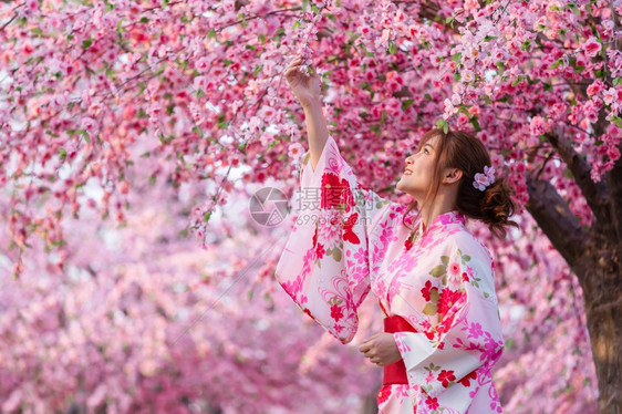 穿着和服的女人看着花园里盛开的樱花或樱花图片