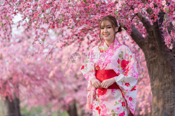 穿着和服的女人看着花园里盛开的樱花或樱花图片