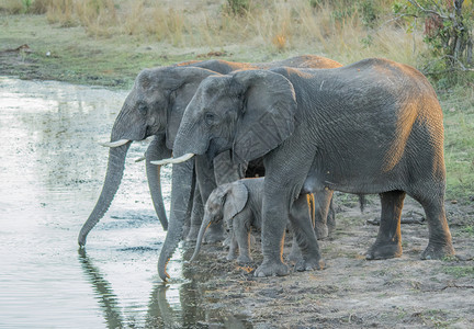 大象家庭在坝里喝酒图片