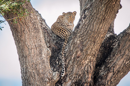 南非克鲁格公园一棵树上的豹子图片