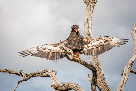 巴泰勒鹰在南非克鲁格公园展翅图片