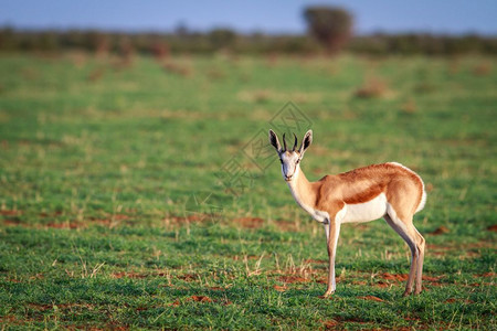Springbok主演在纳米比亚Etosha公园的摄影机图片
