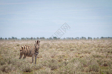 Zebra以纳米比亚Etosha公园的摄像头为主图片