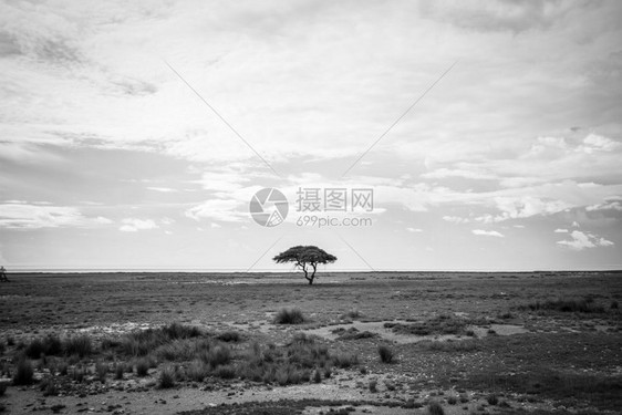 纳米比亚Etosha公园的黑白孤树图片