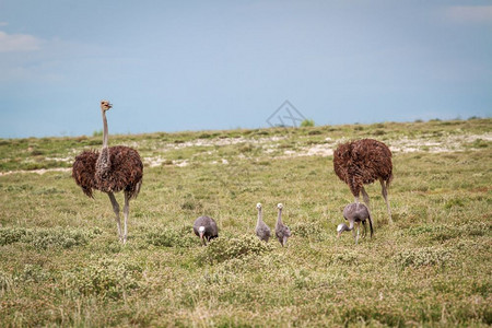 在纳米比亚的Etosha公园中有两只奥斯特里奇的蓝色起重机家庭图片