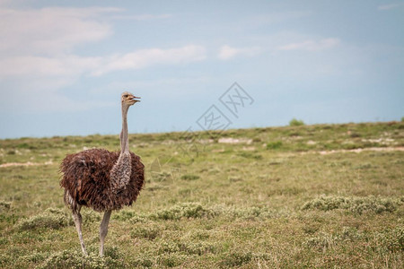 Ostrich在纳米比亚Etosha公园的草地上行走图片