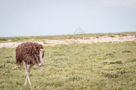 Ostrich在纳米比亚Etosha公园的草地上行走图片