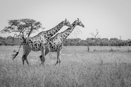 博茨瓦纳乔贝公园两条黑白在草地上行走的长颈鹿图片
