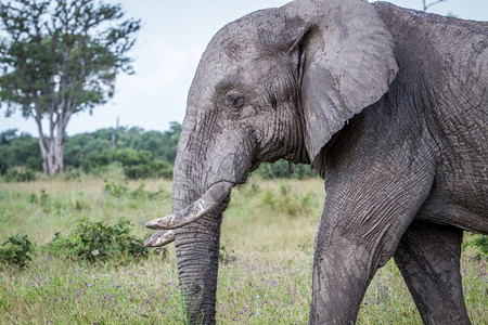 博茨瓦纳乔贝公园大象的侧面简介图片