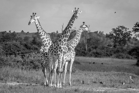 在博茨瓦纳乔贝公园的草地上一群长颈鹿在黑白的草地上站立图片