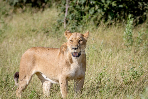 妇女狮子站在博茨瓦纳乔贝公园的草原上图片
