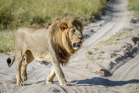 大雄狮在博茨瓦纳乔贝公园的沙滩上行走图片