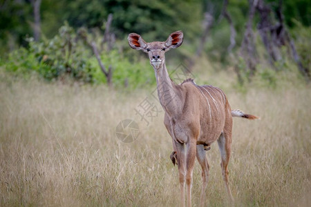 妇女Kudu站在草地上津巴布韦黄盖公园好奇图片
