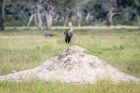 灰色冠式起重机站在津巴布韦黄盖公园的白蚁山上图片