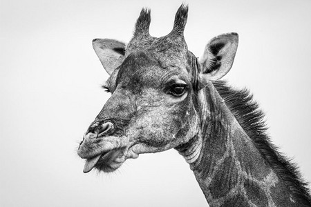 纳米比亚Etosha公园黑白色的Giraffe的侧面简介图片