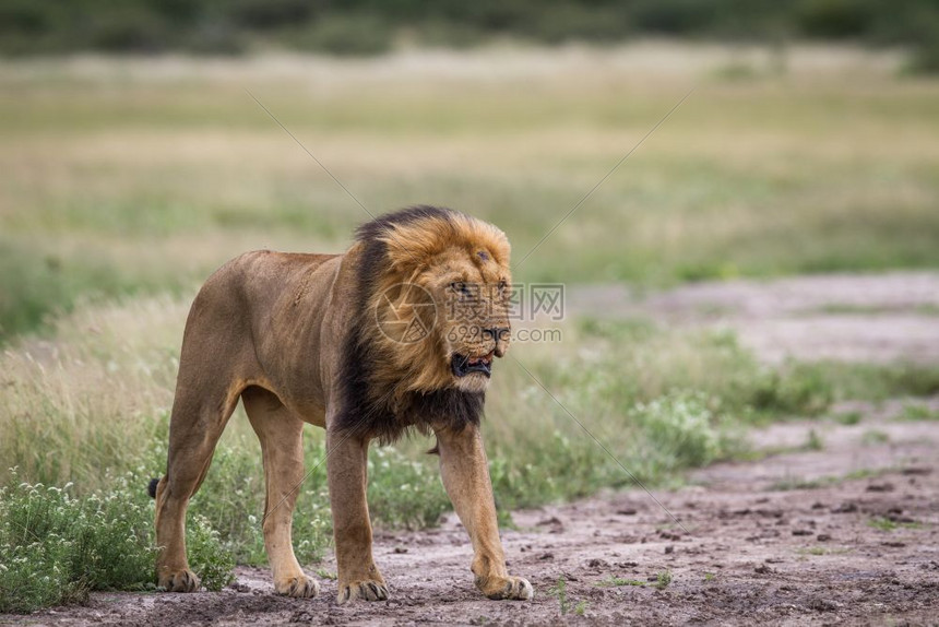 男狮子站在博茨瓦纳中Khalahari的泥土上图片