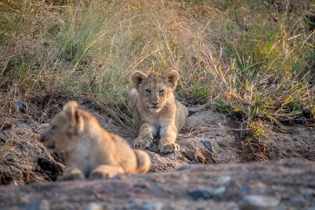 在南非皮拉内斯贝格公园的一个干燥河床上躺着两只狮子幼崽图片