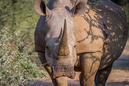 白犀牛盯着南非的摄影机看图片
