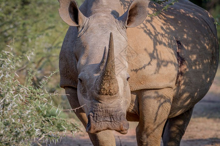 白犀牛盯着南非的摄影机看图片