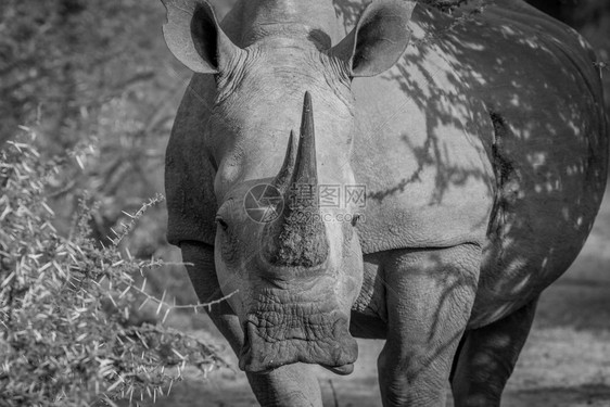 在南非白犀牛以黑镜头看图片