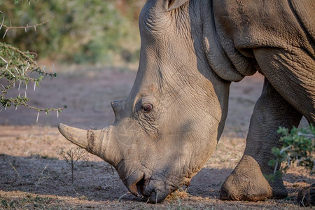 南非白犀牛的侧面简介图片