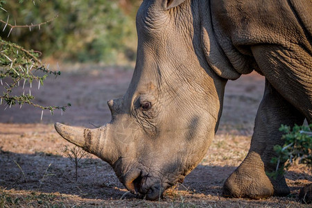 南非白犀牛的侧面简介图片