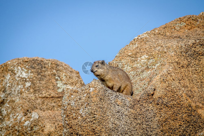 Rockhyrax坐在南非皮拉内斯贝格公园的一块岩石上图片