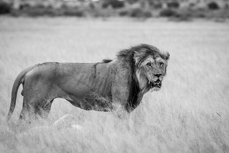 大雄狮站在博茨瓦纳中部卡拉哈里的黑白高草原上图片