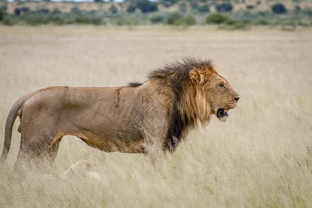 大雄狮站在博茨瓦纳中部卡拉哈里高原的草上图片素材