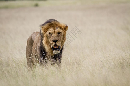 大雄狮站在博茨瓦纳中部卡拉哈里高原的草上图片