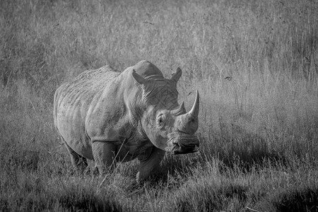 白犀牛身穿黑站在南非的草地上图片